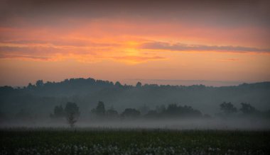 Şaşırtıcı günbatımı güzel sarı yabani nergis alanın üzerinde. İlkbaharda çiçek açan nergis