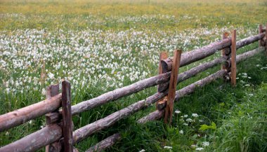 Şaşırtıcı günbatımı güzel sarı yabani nergis alanın üzerinde. İlkbaharda çiçek açan nergis