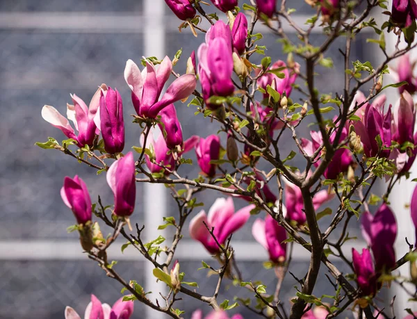 Blommande Magnolia Blommor Vår Tid — Stockfoto