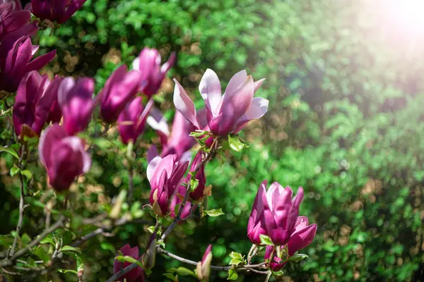 Blommande Magnolia Blommor Vår Tid — Stockfoto
