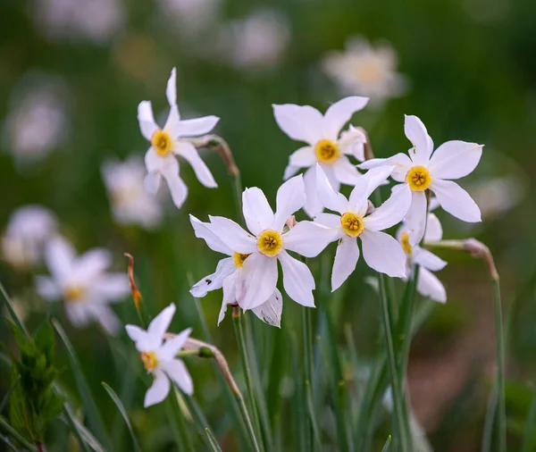 Primer Plano Campo Narcisos Blancos Amarillos Salvajes —  Fotos de Stock