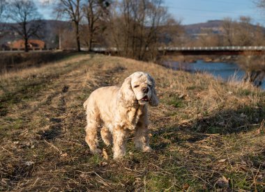  Amerikalı cocker spaniel parkta yürüyor
