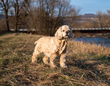  Amerikalı cocker spaniel parkta yürüyor