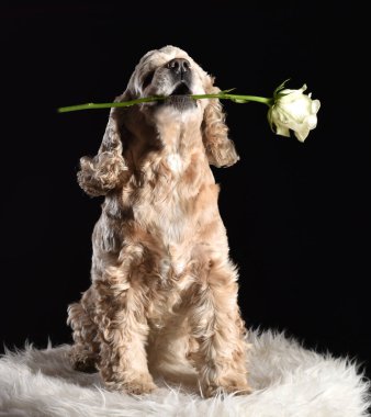 Ağzında beyaz gülle Amerikan cocker spaniel