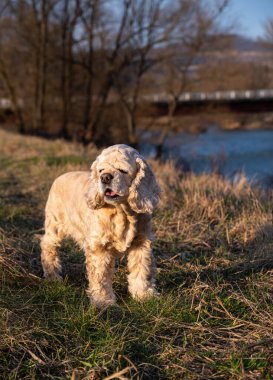  Amerikalı cocker spaniel parkta yürüyor