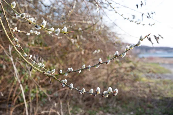 Közel Téli Punci Fűzfa Catkins Szabadban Tavaszi Koncepció — Stock Fotó