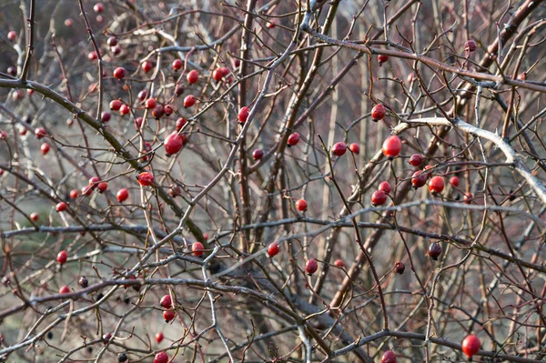 Красные Шиповник Ягоды Кустах Зимой — стоковое фото