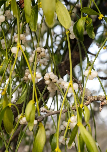 Ветка Омелы Зелеными Листьями Белыми Ягодами Дереве Закрыть — стоковое фото