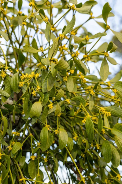 Mistelzweig Mit Grünen Blättern Und Weißen Beeren Baum Nahaufnahme — Stockfoto