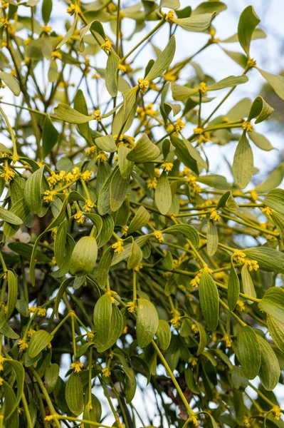 Ramo Visco Com Folhas Verdes Bagas Brancas Árvore Fechar — Fotografia de Stock