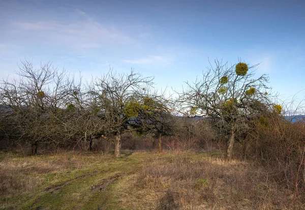 Mistletoe Parasite Plants Trees Spring — Stock Photo, Image