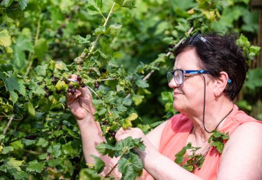 Yaşlı kadın çalılıktan taze organik siyah frenk üzümü topluyor.