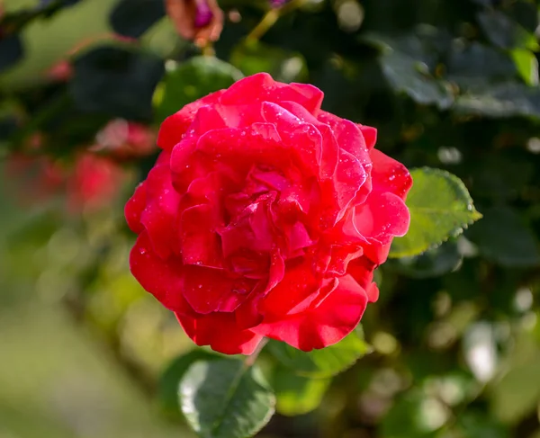 Close Belas Rosas Vermelhas Jardim Dia Ensolarado Verão — Fotografia de Stock