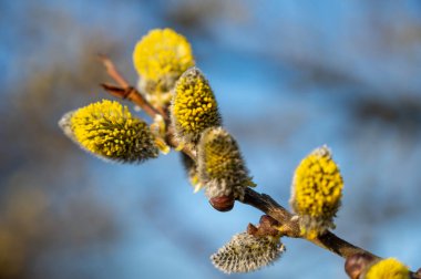 Erken baharda kavak çiçekli catkins