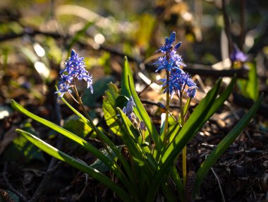 İlk bahar çiçekleri. Bahar ormanında mavi kar damlaları 