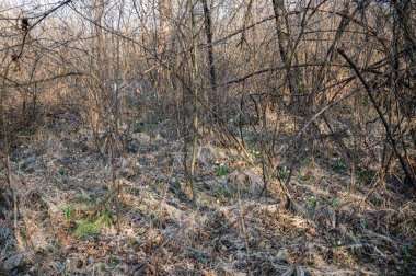 İlkbaharda yanmış otlar. Yanmış çimenlerin külleri. Yanmış toprak. Çevre kirliliği
