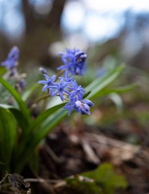 İlk bahar çiçekleri. Bahar ormanında mavi kar damlaları 