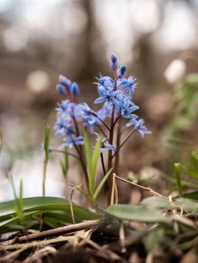 İlk bahar çiçekleri. Bahar ormanında mavi kar damlaları 