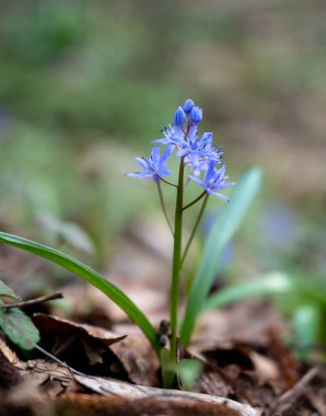 İlk bahar çiçekleri. Bahar ormanında mavi kar damlaları 