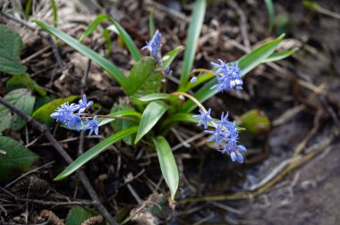 İlk bahar çiçekleri. Bahar ormanında mavi kar damlaları 