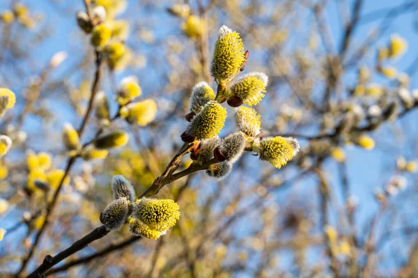 Catkins Floración Álamo Principios Primavera — Foto de Stock