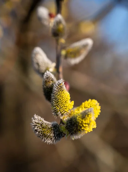 Poplar Flowering Catkins Early Spring — Stock Photo, Image
