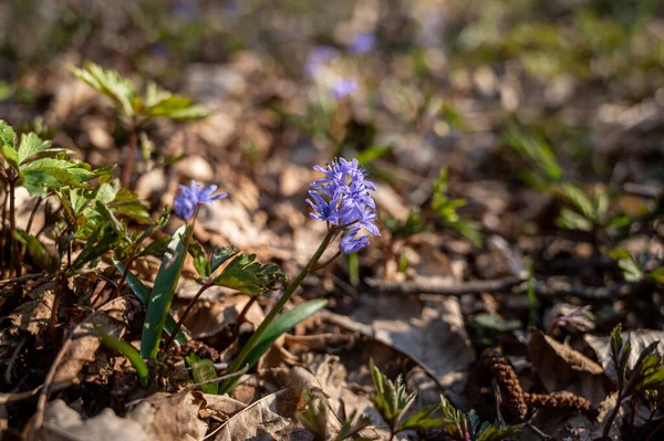 First Spring Flowers Blue Snowdrops Spring Forest — Stock Photo, Image