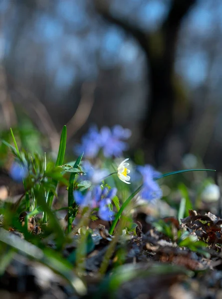 Перші Весняні Квіти Блакитні Проліски Весняному Лісі — стокове фото