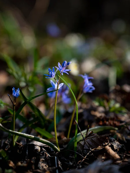 Primeras Flores Primavera Nieves Azules Bosque Primavera —  Fotos de Stock