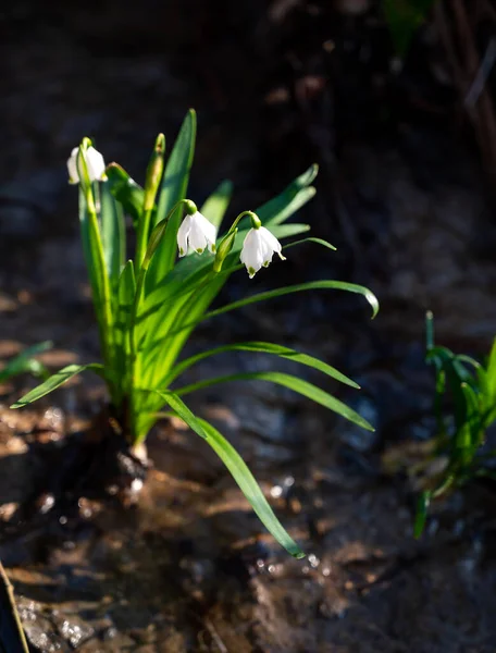 Перші Весняні Квіти Весняні Проліски Квіти Цвітуть Лісі — стокове фото