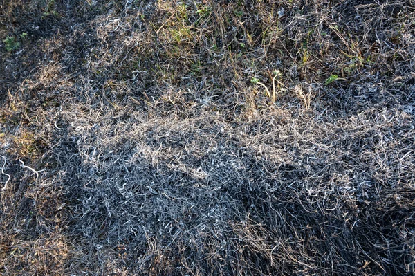 Erba Bruciata Primavera Ceneri Dell Erba Bruciata Terra Bruciata Inquinamento — Foto Stock