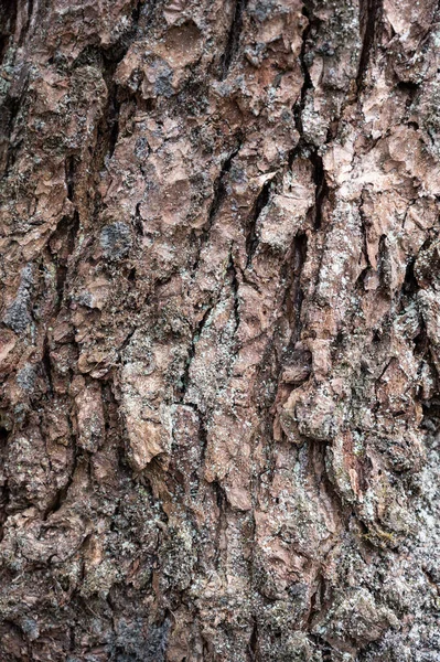 Konsystencja Tła Kory Drzewa Kora Drzewie — Zdjęcie stockowe