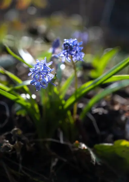 Перші Весняні Квіти Блакитні Проліски Весняному Лісі — стокове фото