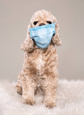 Amerikan cocker spaniel 'i gri arka plan üzerinde koruyucu mavi maske