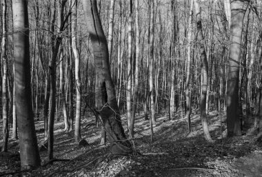 Genç kayın ağaçları ilkbaharın başlarında