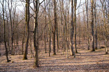 Genç kayın ağaçları ilkbaharın başlarında