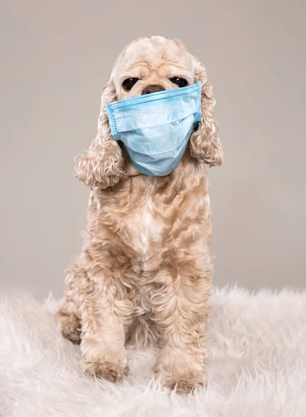 Amerikanischer Cockerspaniel Schützender Blauer Maske Über Grauem Hintergrund — Stockfoto