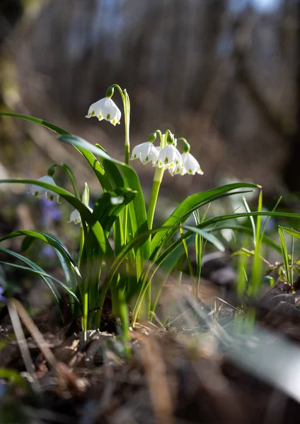 Перші Весняні Квіти Блакитні Білі Проліски Весняному Лісі — стокове фото