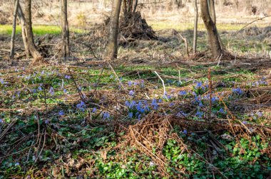 İlk bahar çiçekleri. Baharda mavi kar damlaları