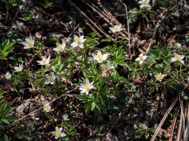 Bahar güneşli bir günde ormanda büyüyen beyaz şakayık çiçekleri. İlk vahşi orman çiçekleri