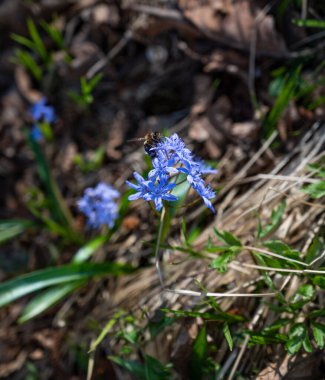 İlk bahar çiçekleri. Baharda mavi kar damlaları
