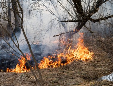 Doğal afet. Vahşi ateş, yanan orman duman ve alevler içinde