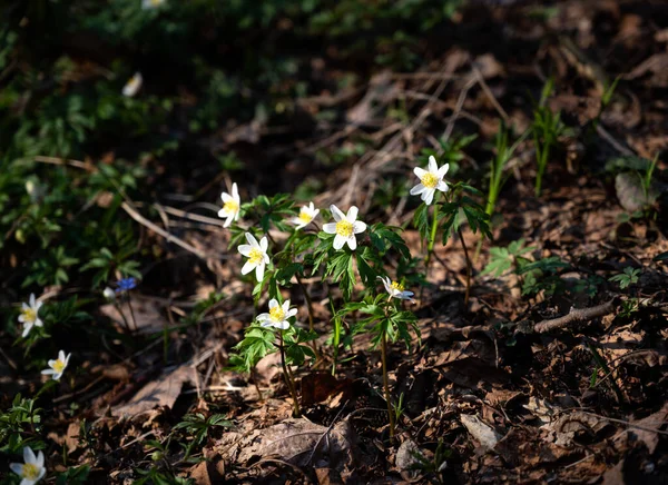 Białe Kwiaty Anemonu Rosnące Lesie Wiosną Słoneczny Dzień Wczesne Dzikie — Zdjęcie stockowe