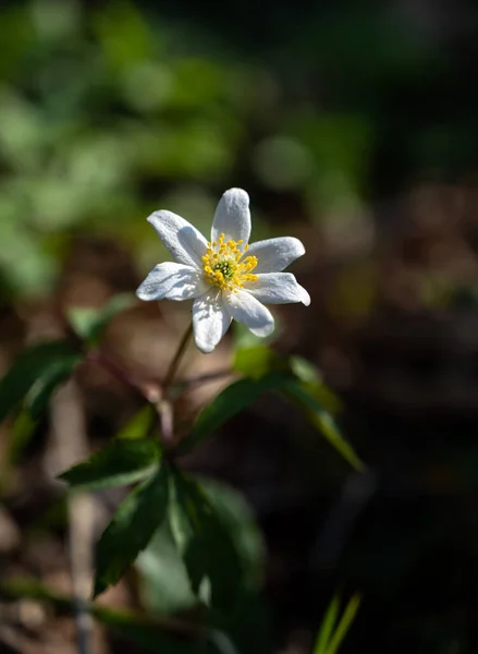 Fehér Anemone Virág Erdőben Tavaszi Napsütéses Napon Korai Vadon Élő — Stock Fotó