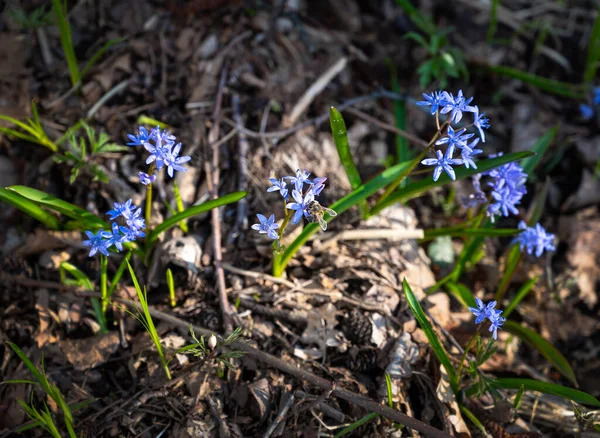 Bahar Çiçekleri Baharda Mavi Kar Damlaları — Stok fotoğraf