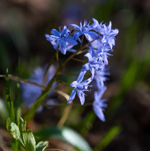 Primeras Flores Primavera Nieves Azules Los Frentes Primavera — Foto de Stock