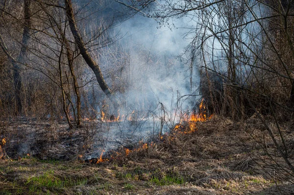 Natural disaster. Wildfire, burning forest in the smoke and flames