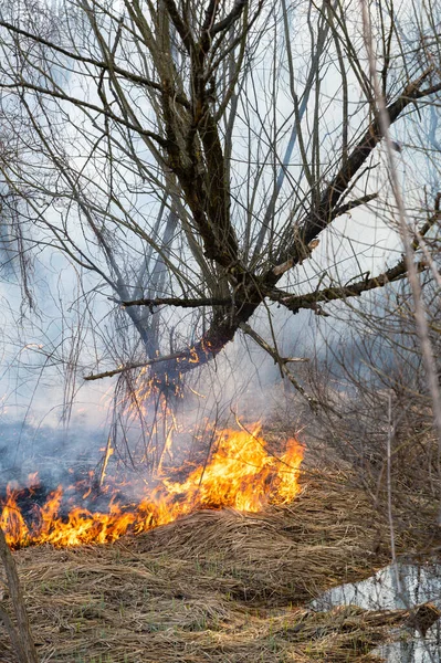 Natural Disaster Wildfire Burning Forest Smoke Flames — Stock Photo, Image