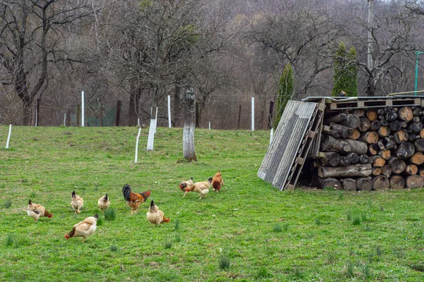 Manger Des Poules Domestiques Poulet Sur Basse Cour — Photo