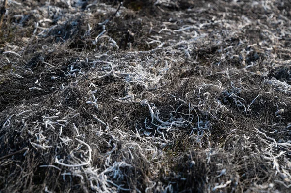 Verbranntes Gras Frühling Asche Des Verbrannten Grases Verbrannte Erde Umweltverschmutzung — Stockfoto